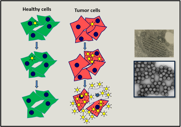 Abbildung 1: Dargestellt ist das grundlegende Prinzip der viralen Onkolyse. Während in gesunden Zellen (grün) keine Vermehrung viraler Partikel erfolgt, werden Tumorzellen (rot) durch Bildung viraler Partikel lysiert.