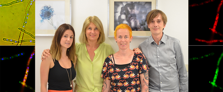 v.l.: Emina Jukic MSc PhD, Univ.-Prof.in Dr.in Cornelia Lass-Flörl, Assoz. Prof.in Priv.-Doz.in Mag.a Dr.in Doris Wilflingseder und MMag. Michael Blatzer PhD forschen zu Pilzinfektionen. v.l.: Emina Jukic MSc PhD, Univ.-Prof.in Dr.in Cornelia Lass-Flörl, Assoz. Prof.in Priv.-Doz.in Mag.a Dr.in Doris Wilflingseder und MMag. Michael Blatzer PhD forschen zu Pilzinfektionen.
