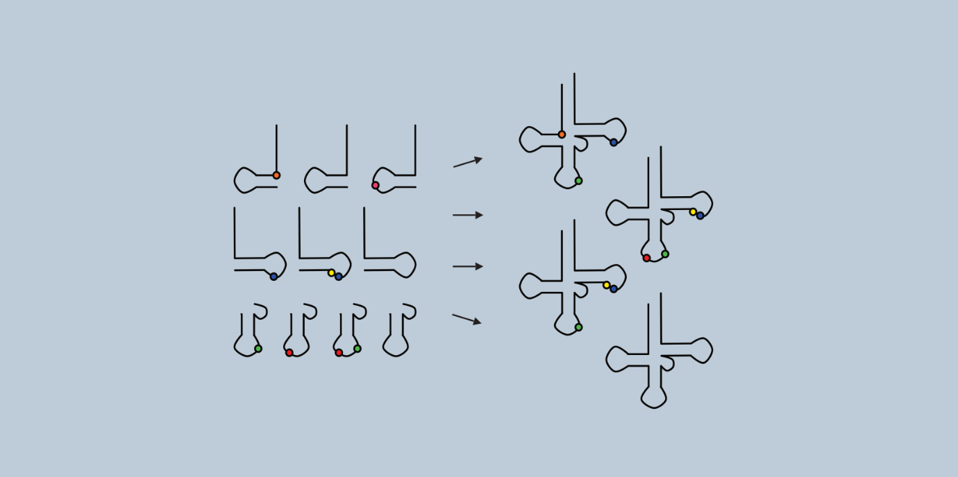 BU: Toolbox aus chemisch synthetisierten RNA Fragmenten zur Herstellung von verschieden modifizierten tRNAs (Grafik: M. Kompatscher)
NEWS_Erlacher_Kompatscher.jpg