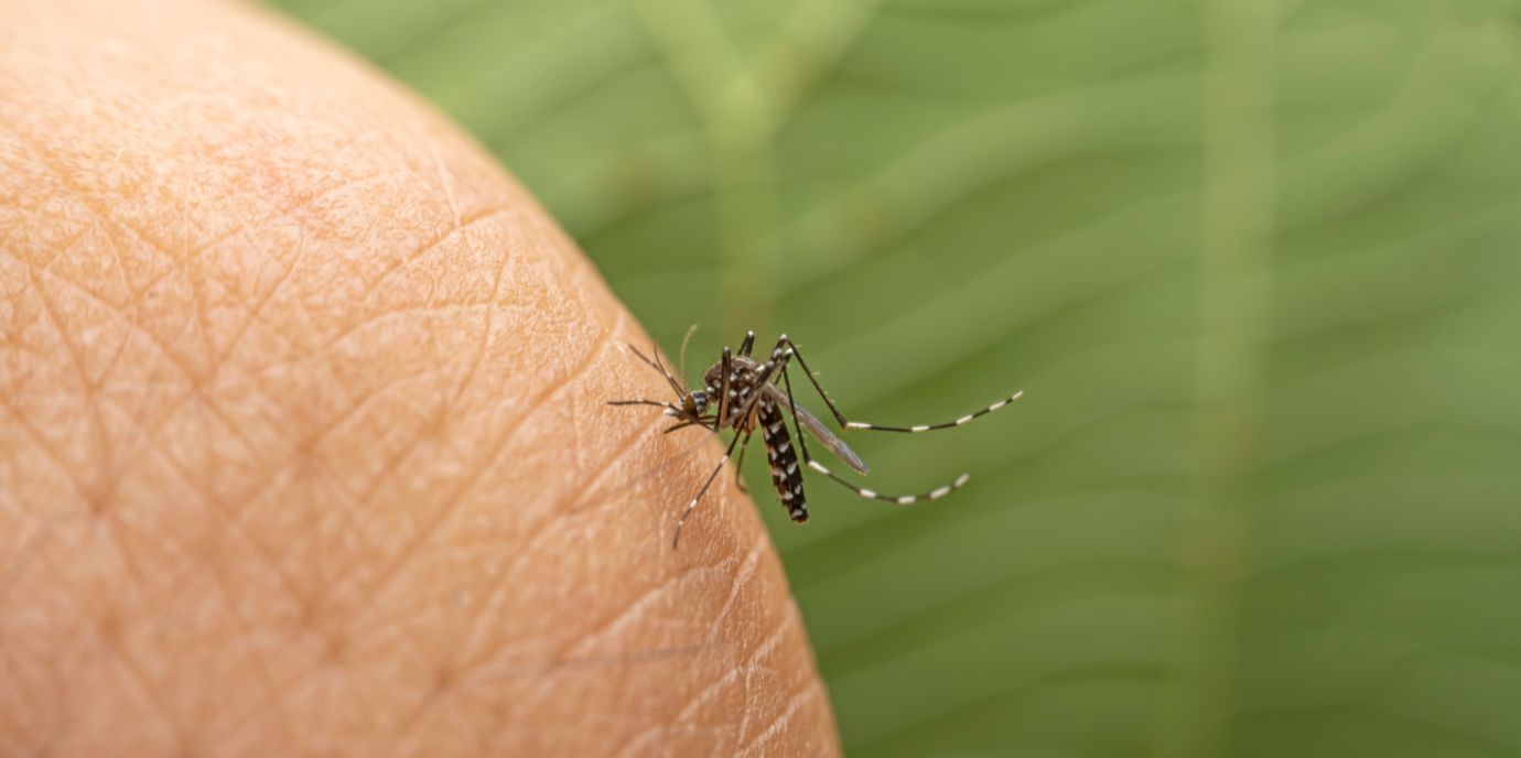 BU: Das Zika-Virus wird hauptsächlich durch die asiatische Tigermücke übertragen. ©AdobeStock NEWS_ZIKA_Gerold.jpg