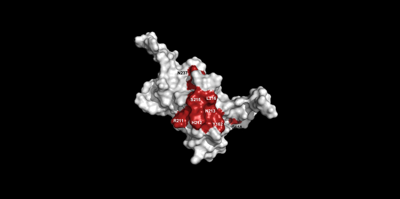 Struktur der DNA-bindenden Domäne von FOXO3: Die Aminosäuren, mit denen die FOXO-modulierende Substanz interagiert sind rot markiert. News_FOXO3_binding.jpg