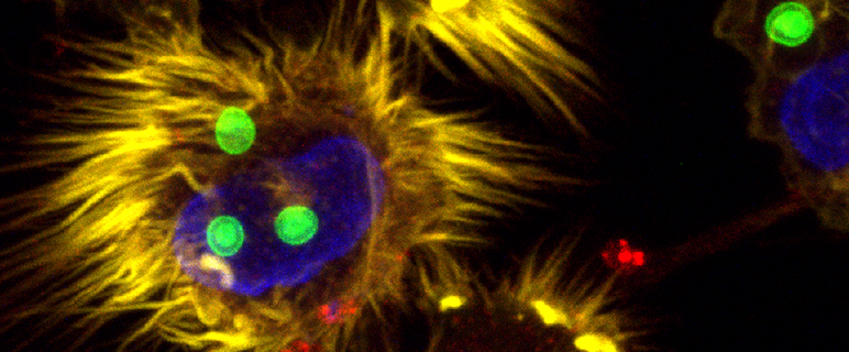 Exzellente Mykologie