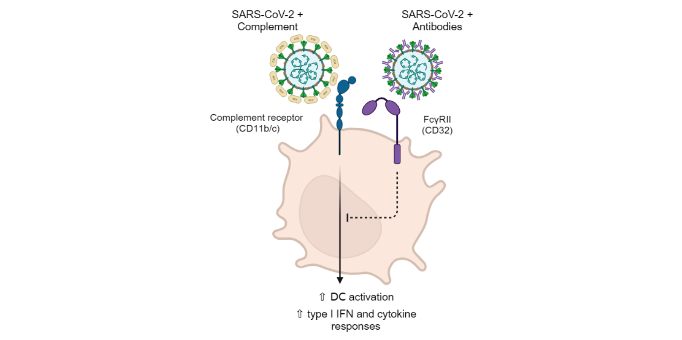 Komplement-opsoniertes SARS-CoV-2 aktiviert dendritische Zellen über die Bindung an die Rezeptoren CD11b/CR3 und CD11c/CR4. Komplement-opsonisiertes SARS-CoV-2 induziert Typ-I-Interferon und pro-inflammatorische Zytokin-Reaktionen durch dendritische Zellen.
Patientenserum oder monoklonale Anti-SARS-CoV-2-Antikörper dämpfen die komplementinduzierten Immunantworten. Die Antikörper-vermittelte Unterdrückung der Immunantworten hängt vom FcγRII-Antikörperrezeptor der dendritischen Zellen ab. bermejo.jpg