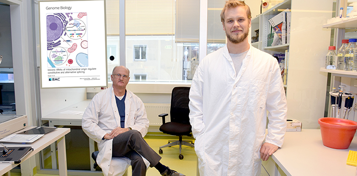 Erstmalig beschrieben: Was macht mitochondriale DNA im Zellkern?