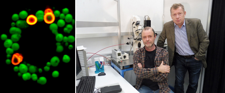 Gelungene Forschungskooperation entlarvt ungewöhnlichen zellulären Mechanismus