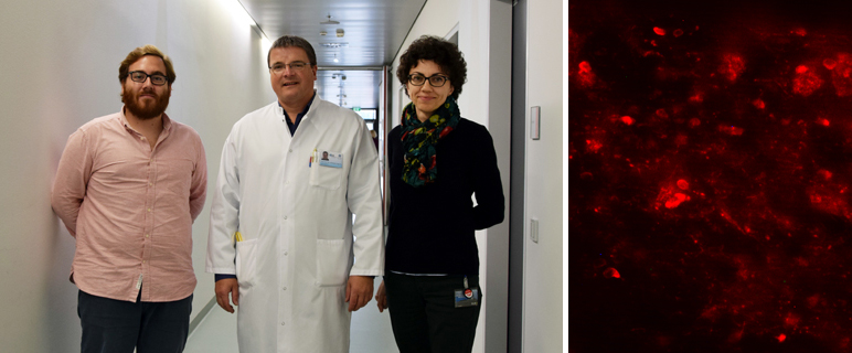 EU-Projekt ARTEMIS: Alpha-Synuclein im Visier gezielter MSA-Therapieforschung 