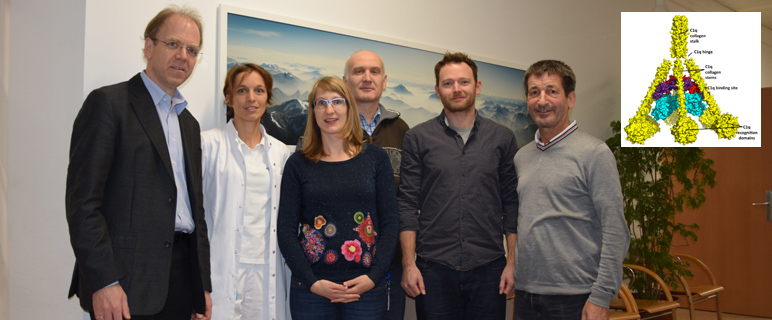 Neuer Subtyp einer erblichen Bindegewebserkrankung enthüllt erstmals genetisch-immunologischen Zusammenhang