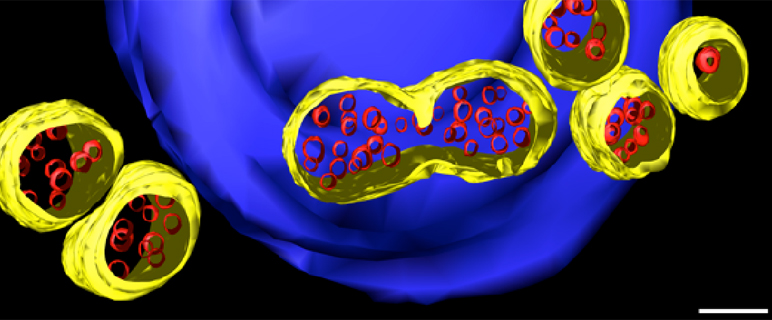 Sehen ist Wissen – ESCRTs bei der Arbeit zusehen