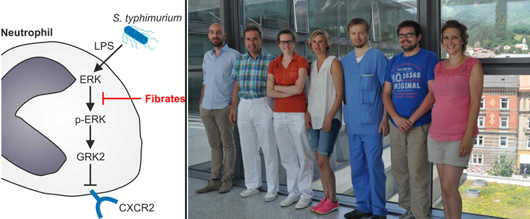 Aufgedeckt: Lipidsenker hemmen bakterielle Sepsis