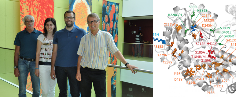 Innsbrucker Forscher:innen klären Mechanismus für Seltene Krankheit