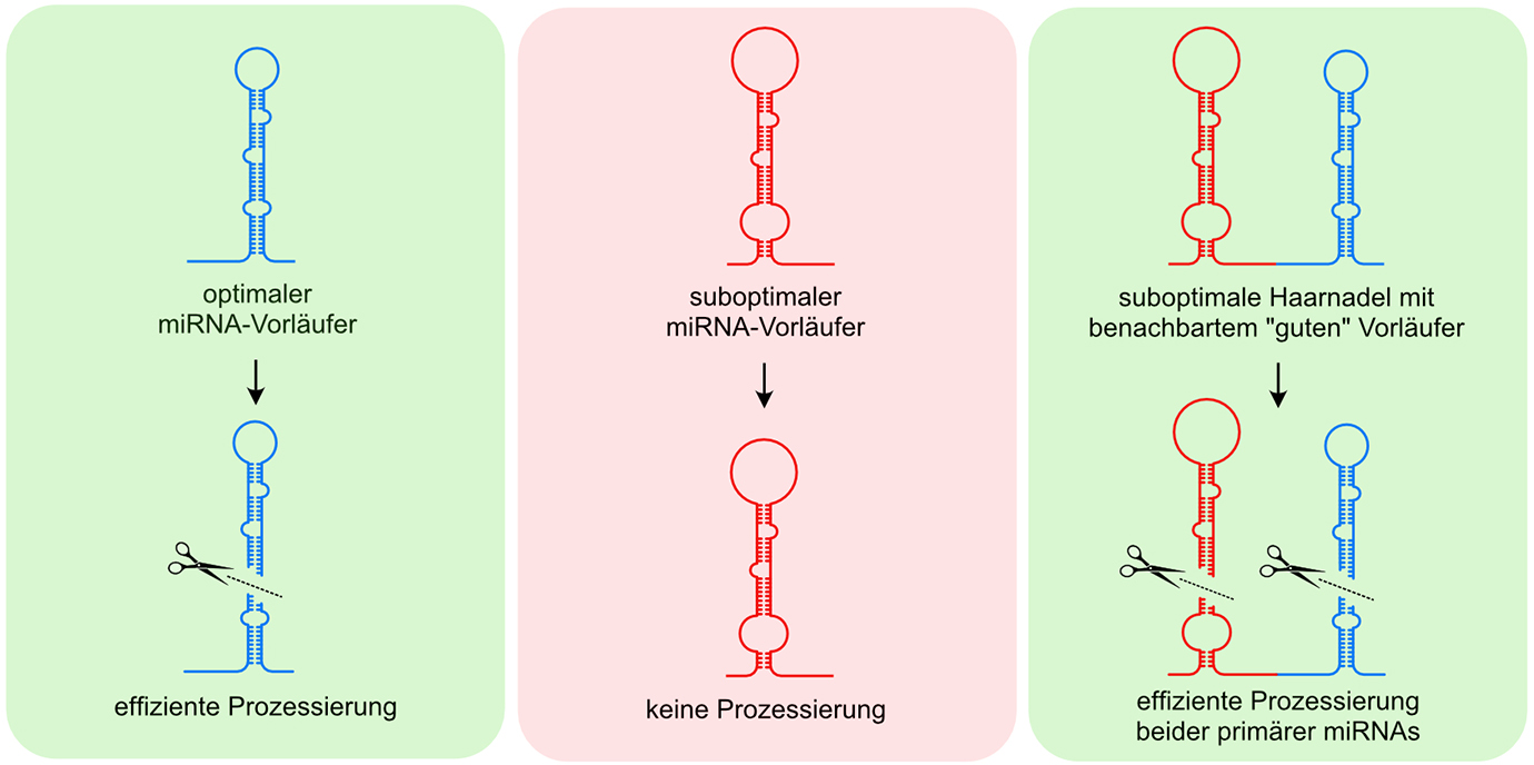 Neue Einblicke in die Prozessierung von miRNAs