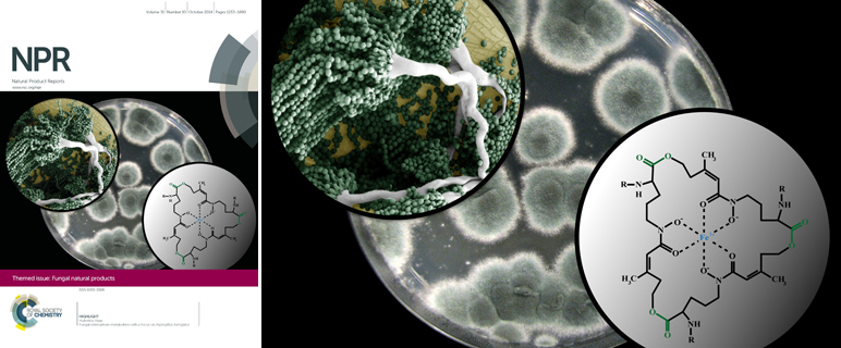 Neue Funktion des Eisensensors HapX in Pilzen identifiziert