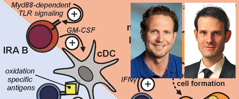 IRA-B Zelle: Indirekter Player in der Entwicklung der Arteriosklerose