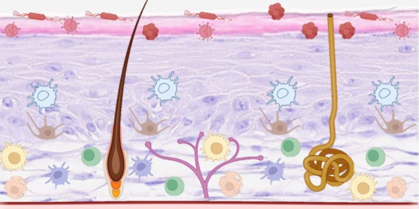 NETSKINMODELS: Entwicklung exzellenter 3D-Hautmodelle
