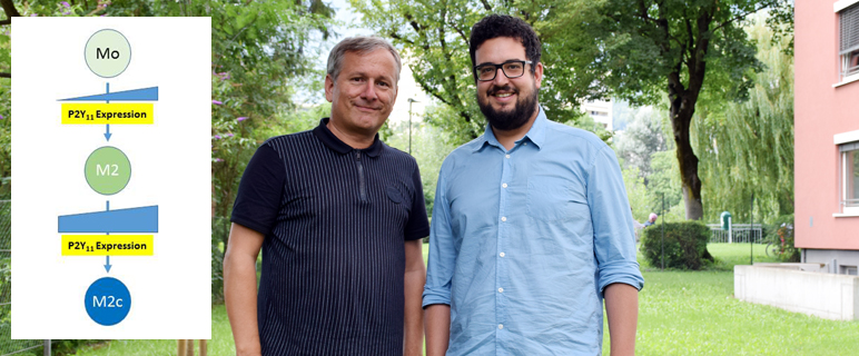 Erstmals nachgewiesen: P2Y11 Rezeptor auf immunsuppressiven M2 Makrophagen