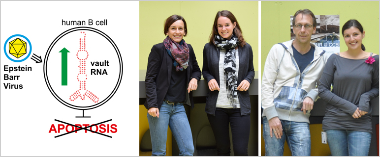 Relevanter Akteur der Apoptoseresistenz entlarvt