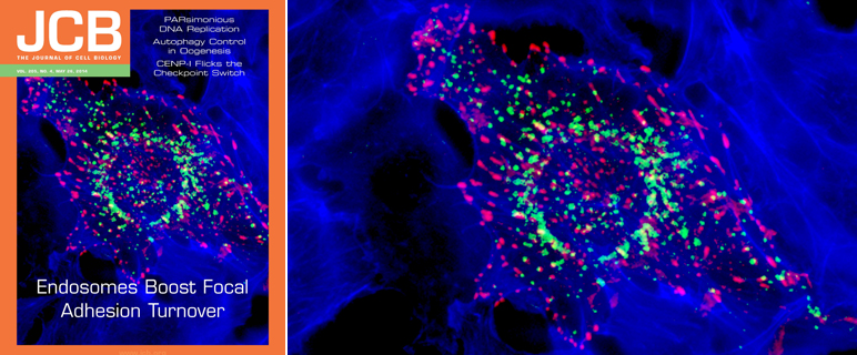 Innsbrucker Forscher:innen geben neue Einblicke in Zellwanderung