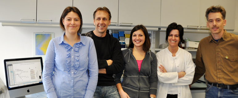 v.l.: Dr.in Denise Tischner, Univ.-Prof. Andreas Villunger, Selma Tuzlak, Irene Gaggl und ao.Univ.-Prof. Gerrit-Jan Wiegers forschen zum programmierten Zelltod. villunger_bcl2