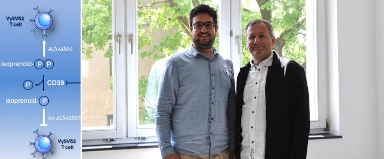 Neue Funktion des immunrelevanten Enzyms CD39