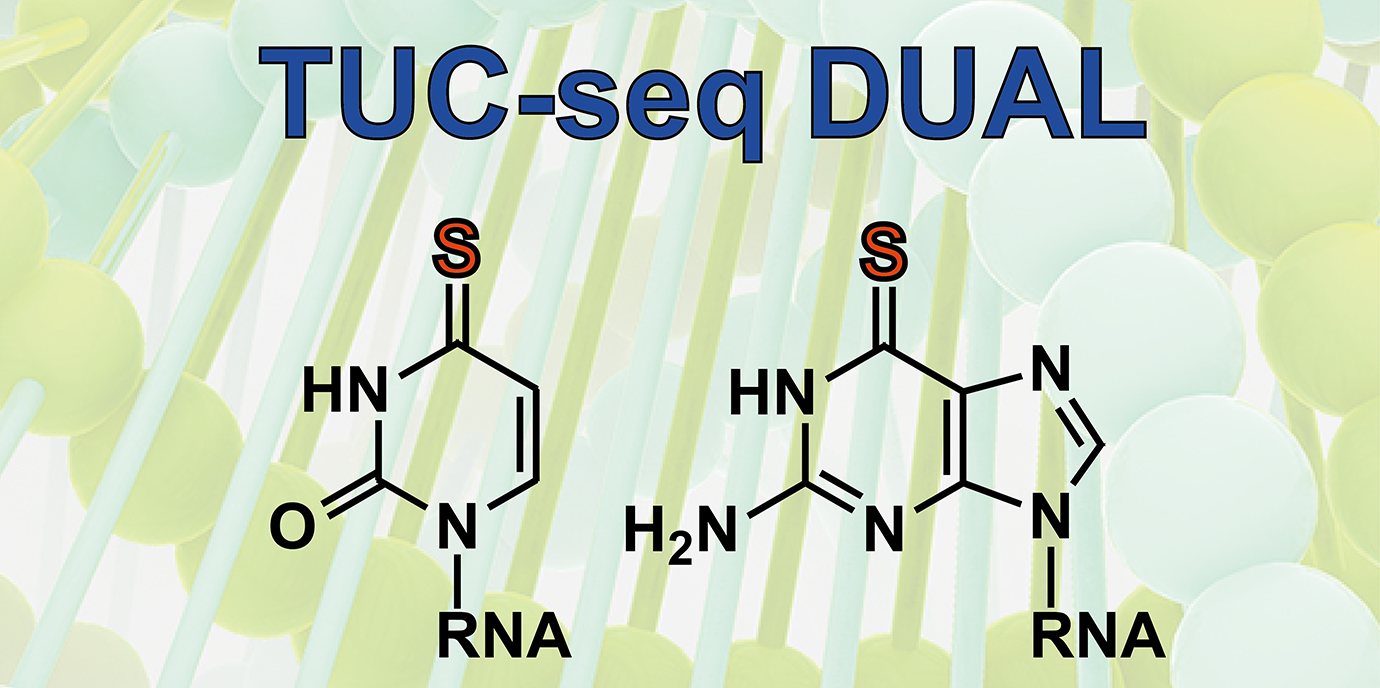 Dem Lebenszyklus von Boten-RNA auf der Spur