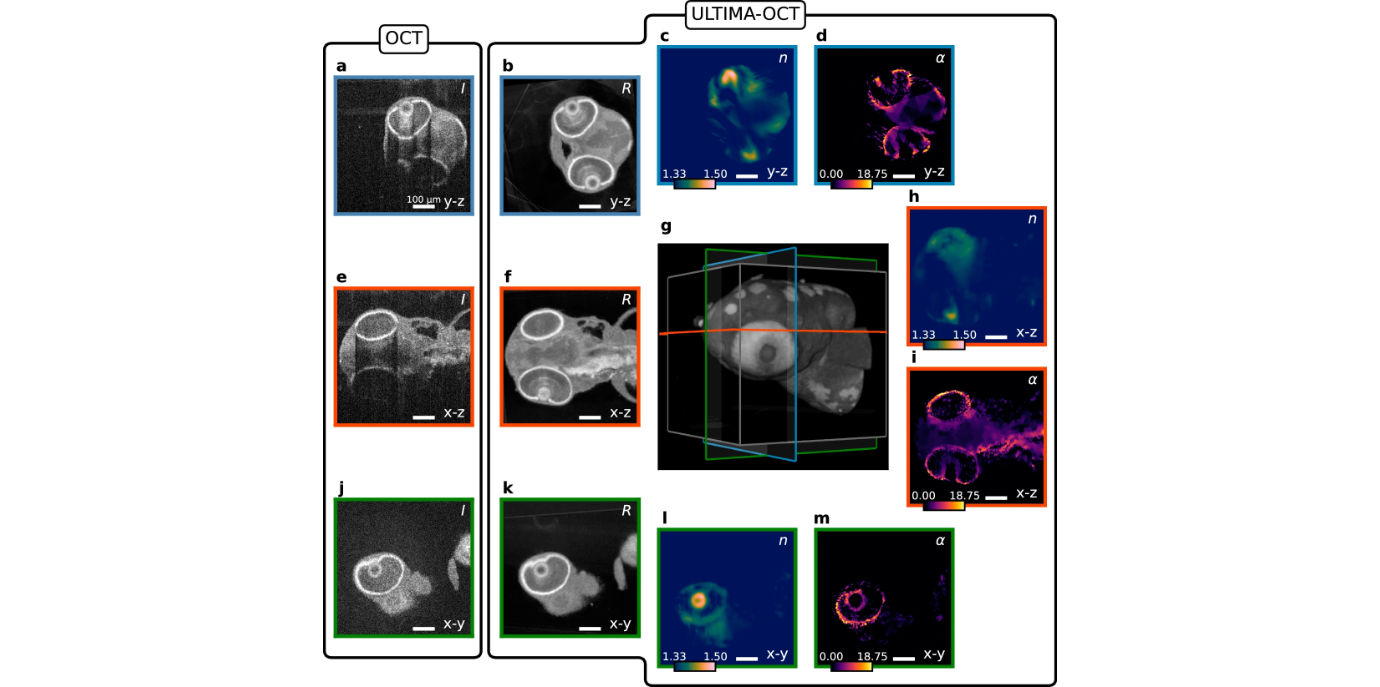 Direkter Vergleich von Schnittbildern eines rekonstruierten Zebrafischkopfs mit Standard-OCT und ULTIMA-OCT. Die neue Methode liefert zusätzlich die Reflektivitätskarte und die 3D-Verteilung des Reflexionsindex, z.B. des Fischauges. ultraschall-manipulation.jpg