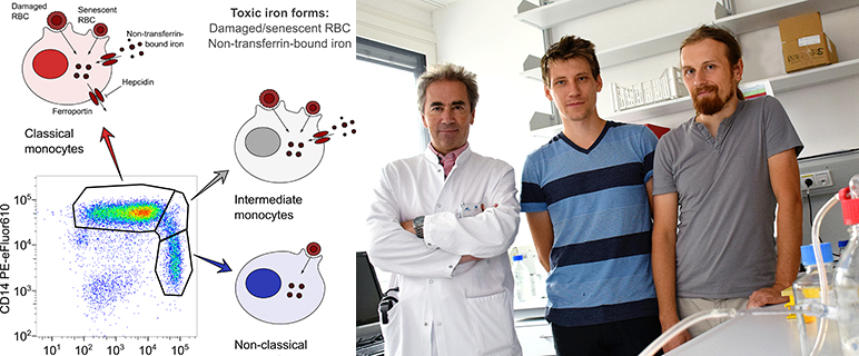 Studie: Neue Erkenntnisse beim Eisenstoffwechsel