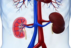 Tiroler Chirurg entwickelt biologische Kunstniere 